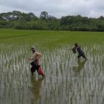 TMMD Kodim Bojonegoro, Upaya Anggota Satgas Dalam Peningkatan Ketahanan Pangan